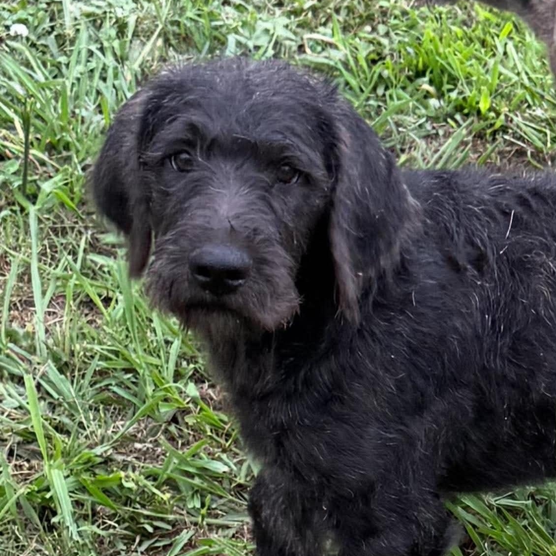 Lupine, adopted, Puppy Male Mixed Breed.