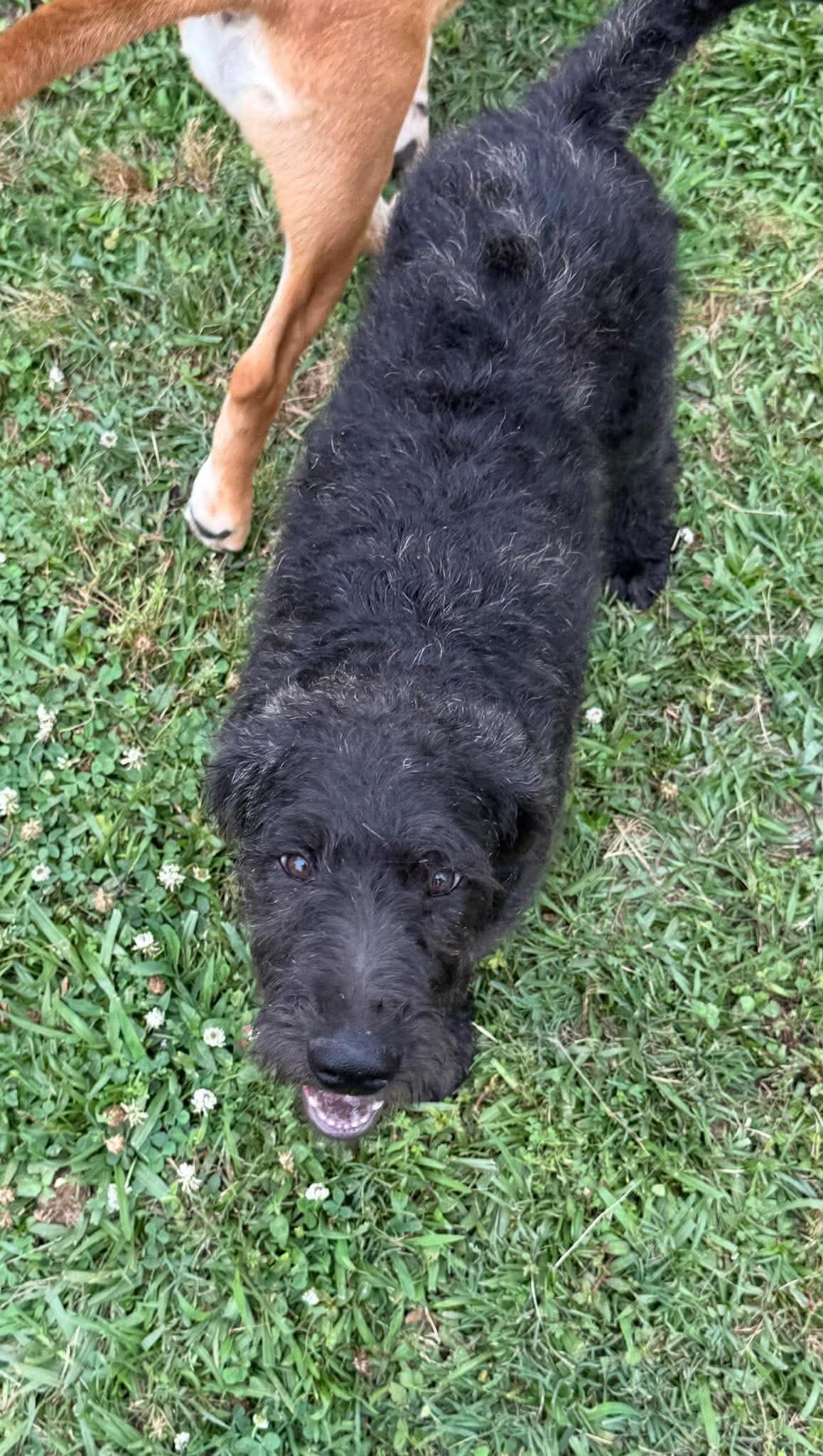 Lupine, an adopted Mixed Breed in Northwood, NH image 3/4