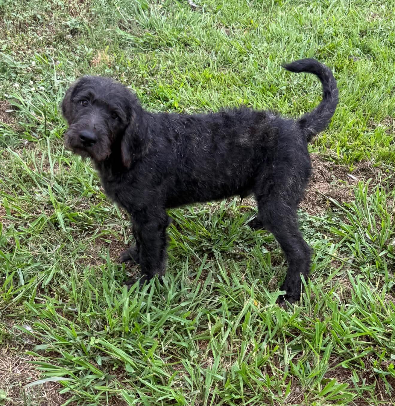 Lupine, an adopted Mixed Breed in Northwood, NH image 4/4