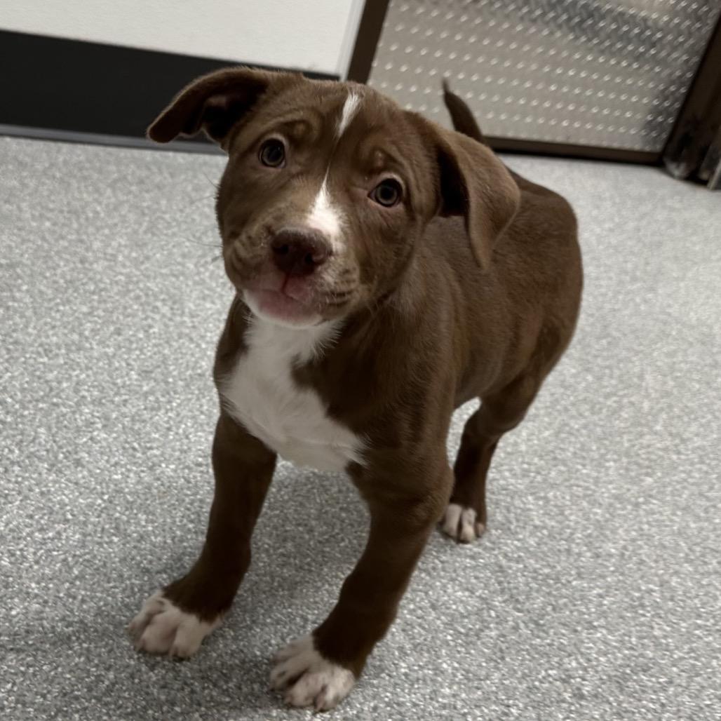 Enlarge Rach, a Adoptable Pit Bull Terrier in Durango, CO image 1/4
