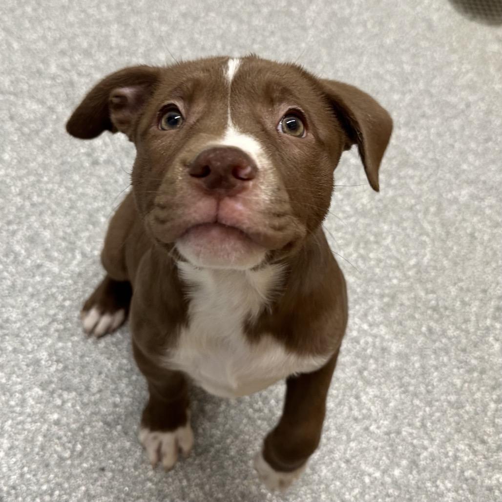 Enlarge Rach, a Adoptable Pit Bull Terrier in Durango, CO image 2/4