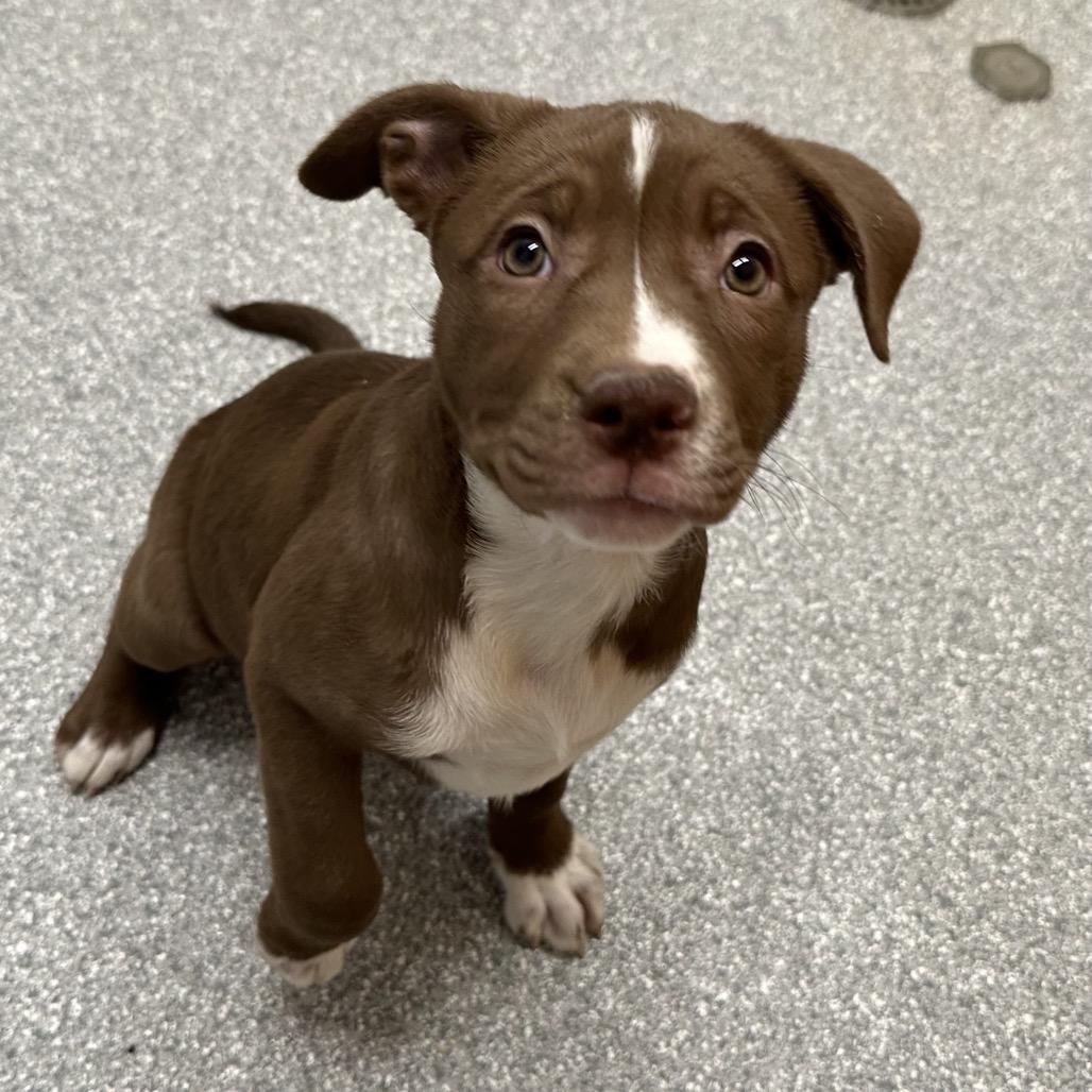 Enlarge Rach, a Adoptable Pit Bull Terrier in Durango, CO image 3/4