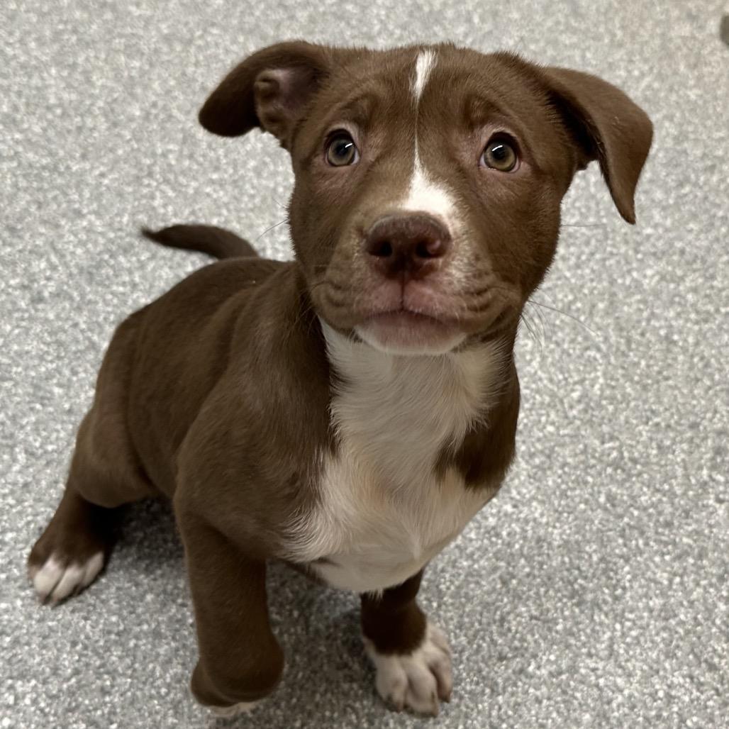 Enlarge Rach, a Adoptable Pit Bull Terrier in Durango, CO image 4/4