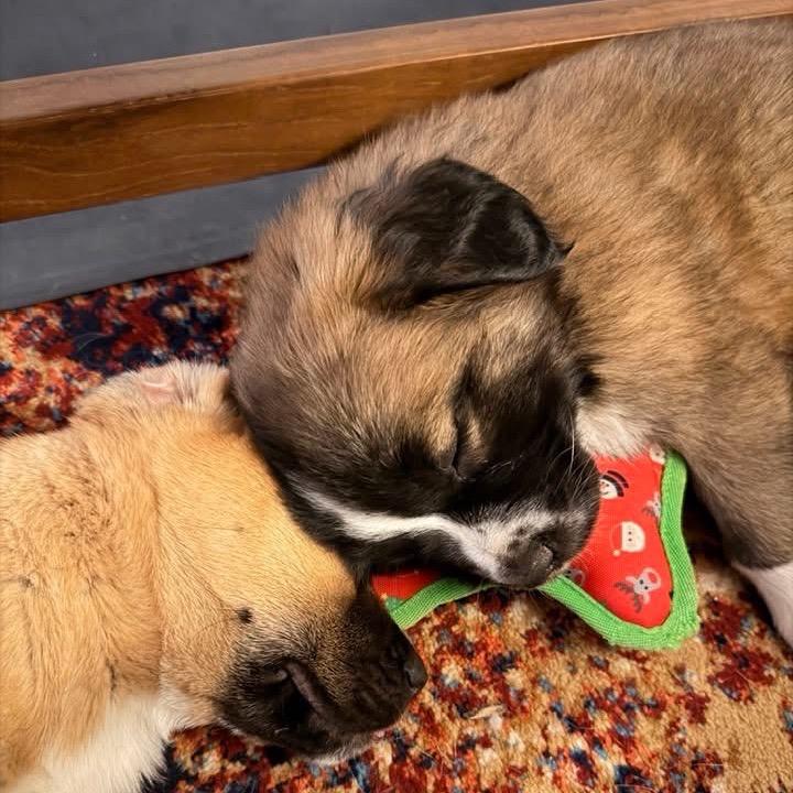 Olympia, a Adoptable mixed breed in Fairfax, VA image 4/4