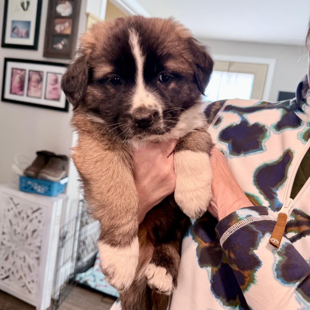 Olympia, a Adoptable mixed breed in Fairfax, VA image 2/4