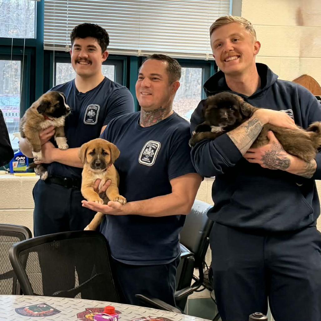 Olympia, a Adoptable mixed breed in Fairfax, VA image 3/4