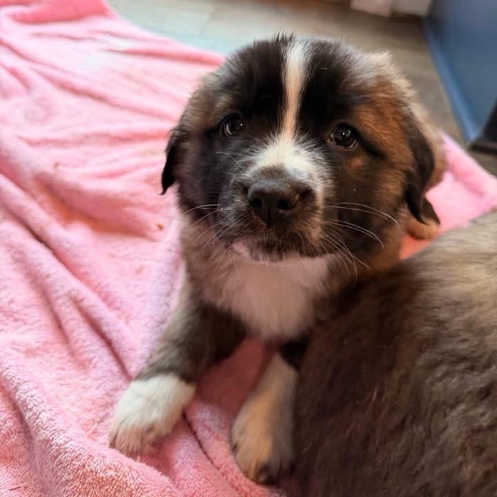 Olympia, Adoptable, Puppy Female Saint Bernard & Terrier.