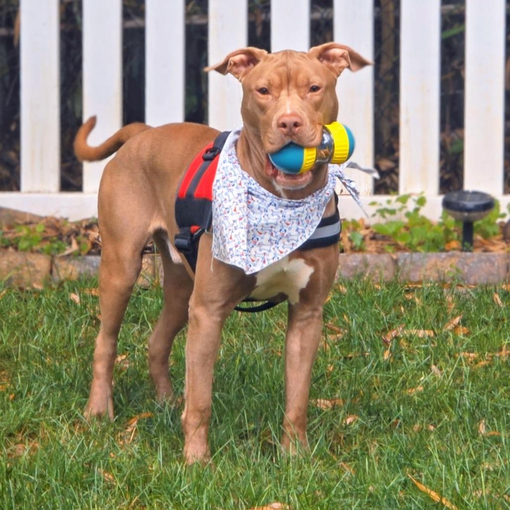 Enlarge JD *Beavis*, a Adoptable mixed breed in Flintstone, MD image 1/4
