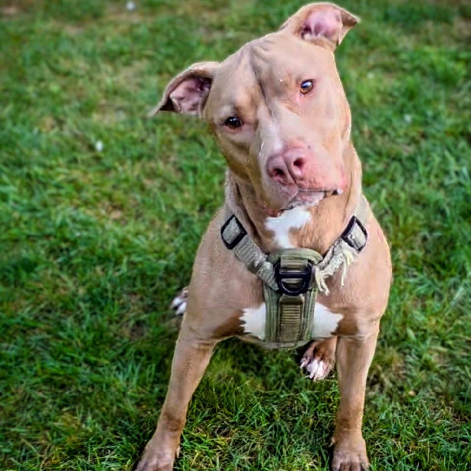 Enlarge JD *Beavis*, a Adoptable mixed breed in Flintstone, MD image 3/4