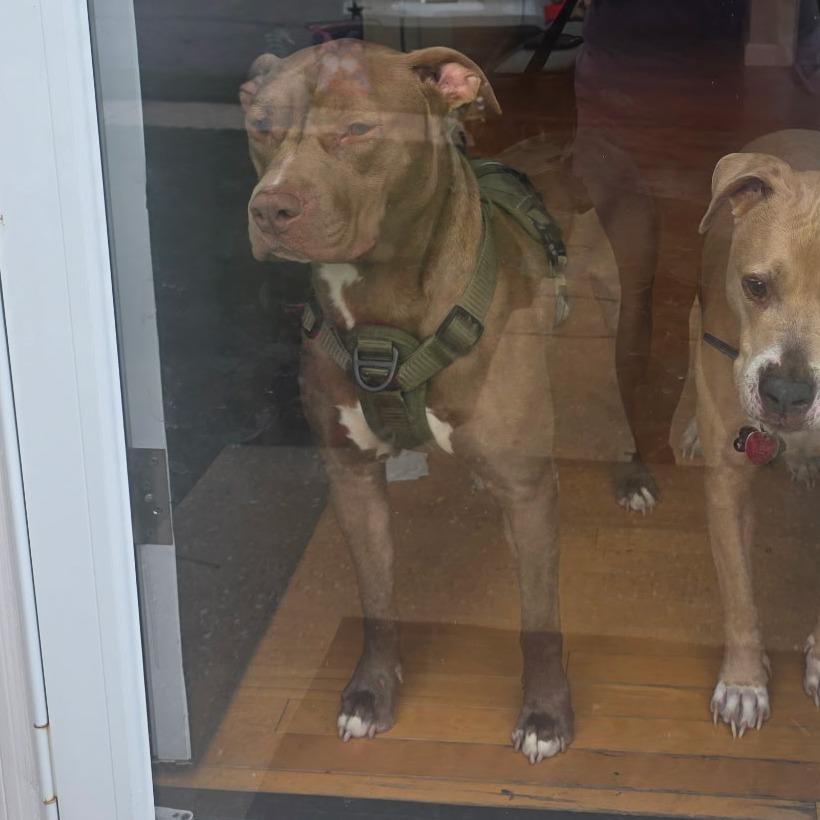 Enlarge JD *Beavis*, a Adoptable mixed breed in Flintstone, MD image 4/4