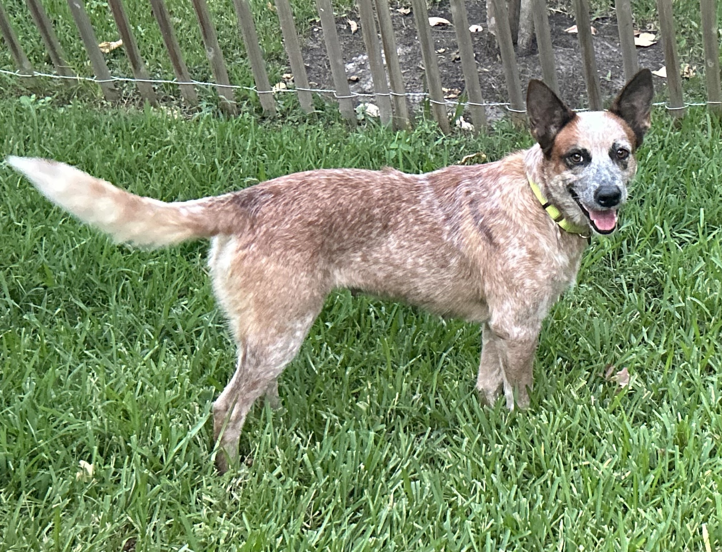 Enlarge SCARLETT, a Adopted mixed breed in Kingwood, TX image 2/5