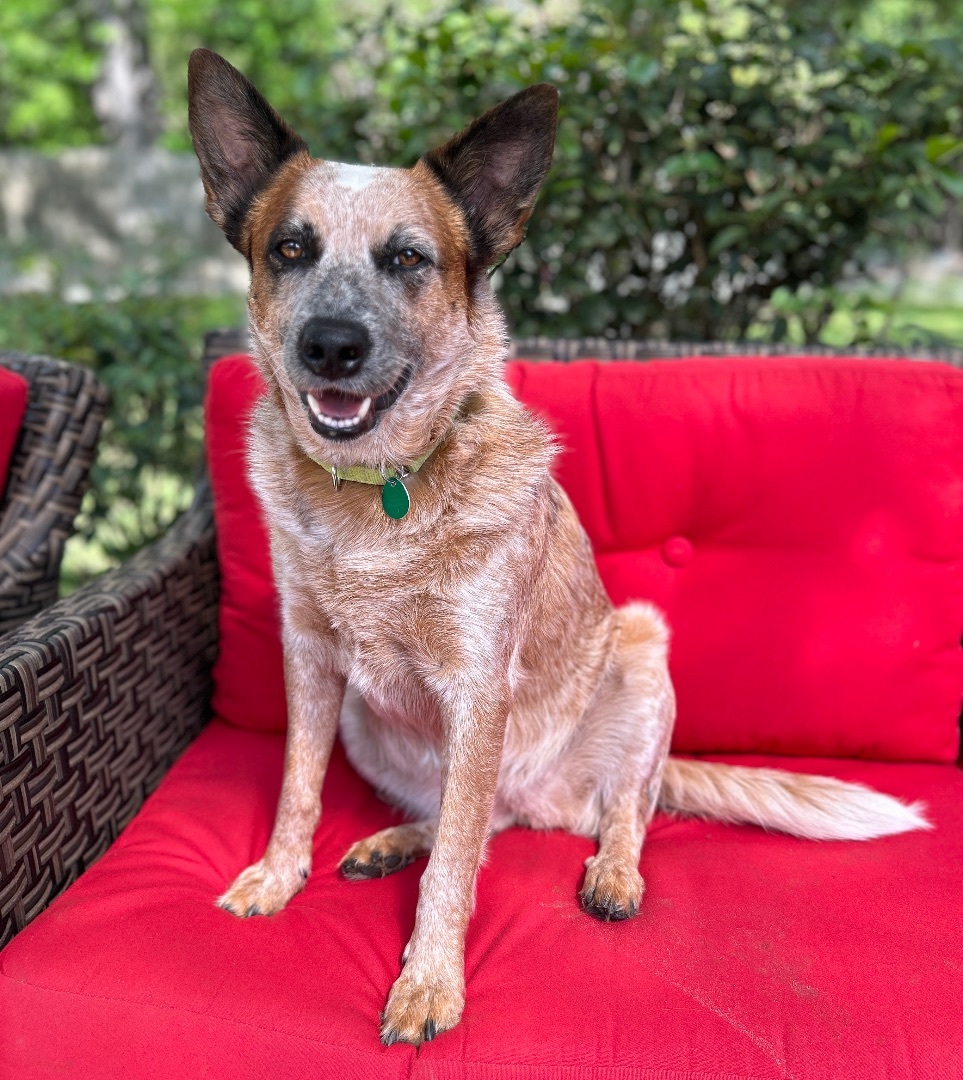 Enlarge SCARLETT, a Adopted mixed breed in Kingwood, TX image 3/5