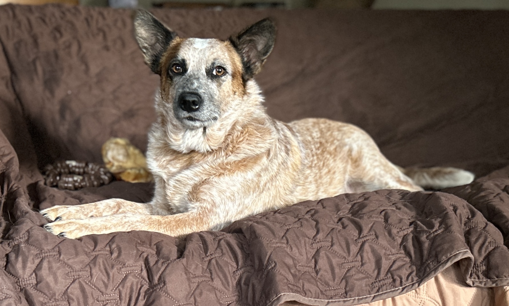 SCARLETT, Adopted, Adult Female Australian Cattle Dog / Blue Heeler & Cattle Dog.