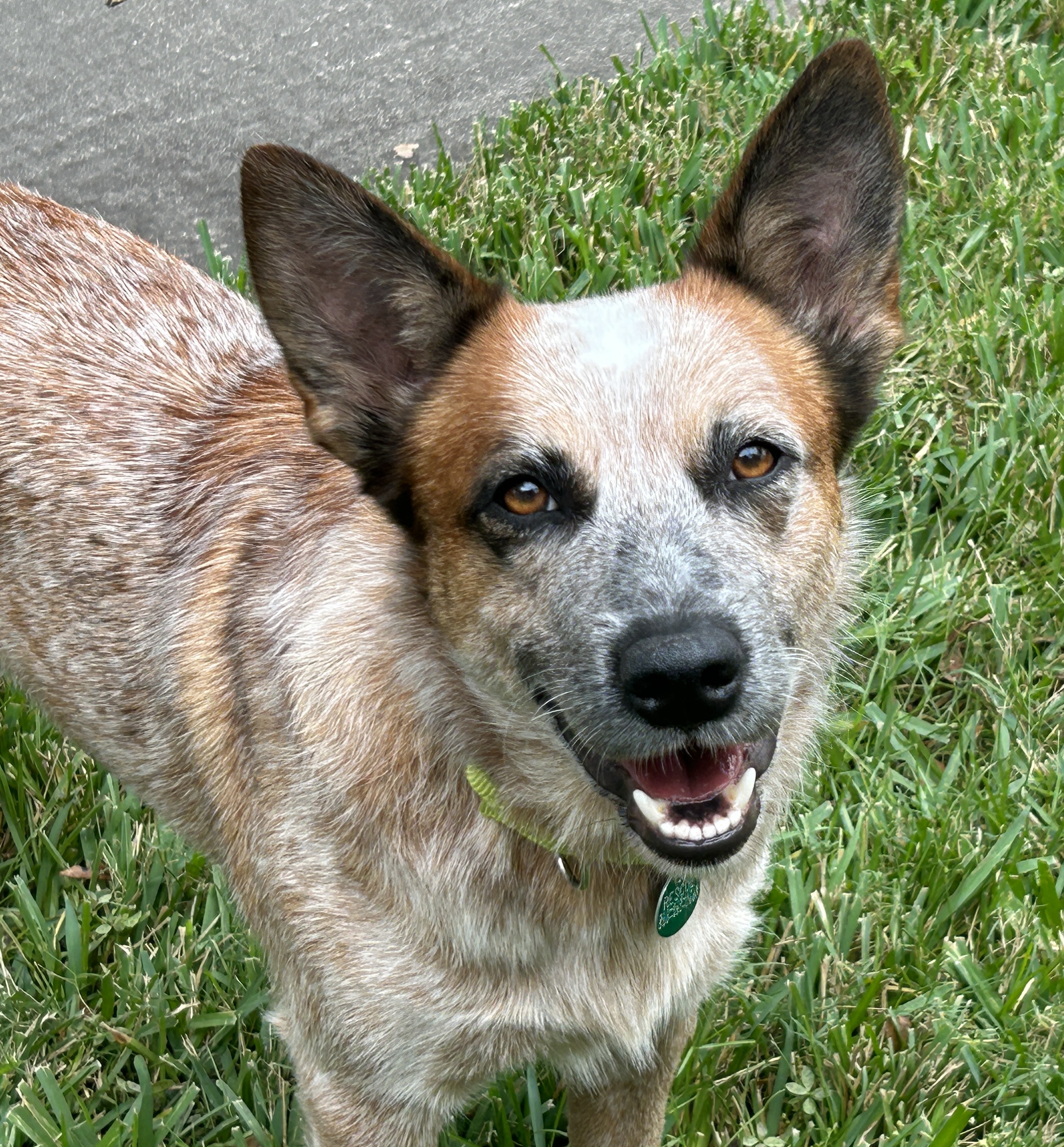 Enlarge SCARLETT, a Adopted mixed breed in Kingwood, TX image 5/5