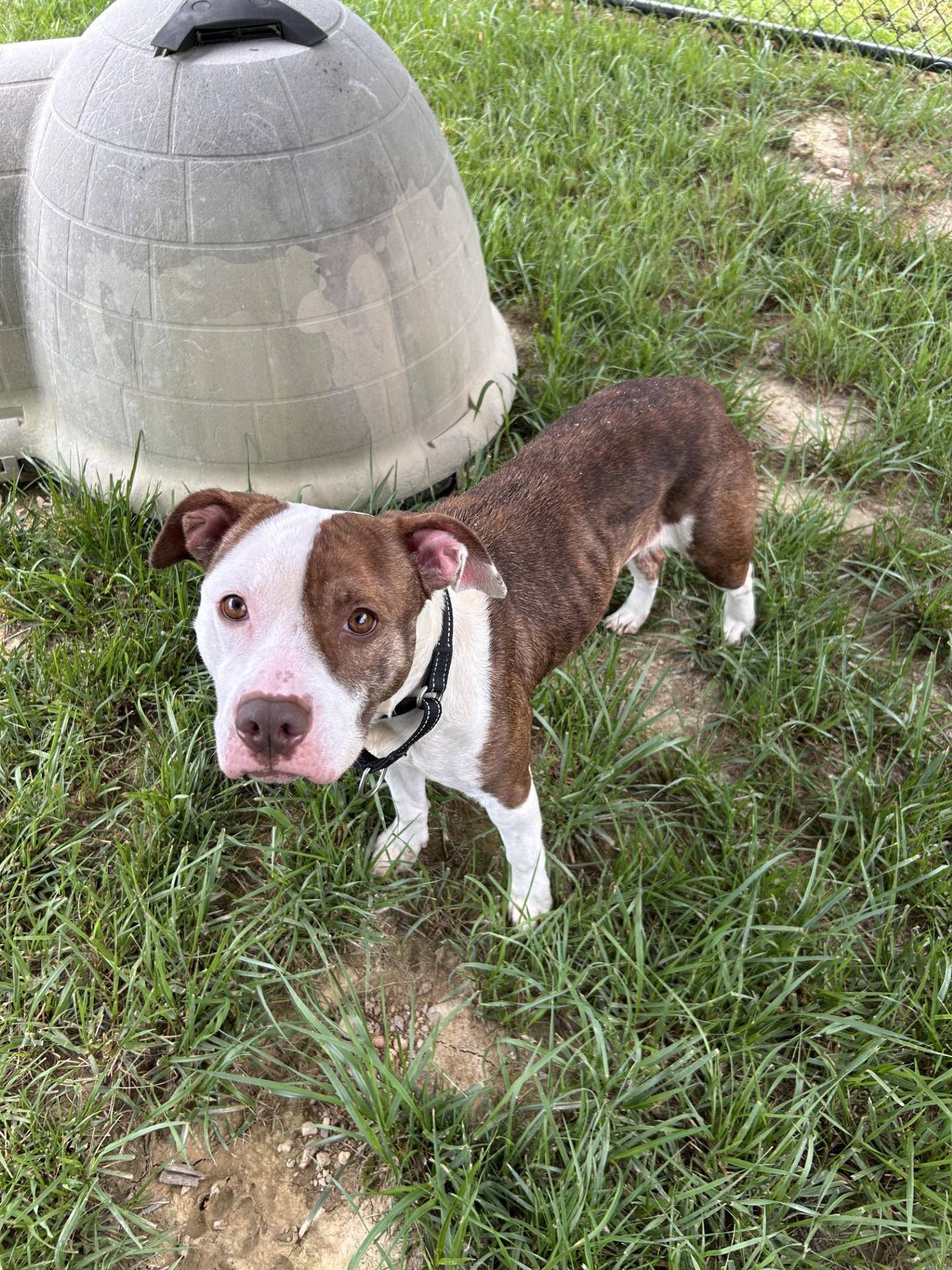 Enlarge Charisma, a ADOPTABLE mixed breed in Shepherdsville, KY image 1/5
