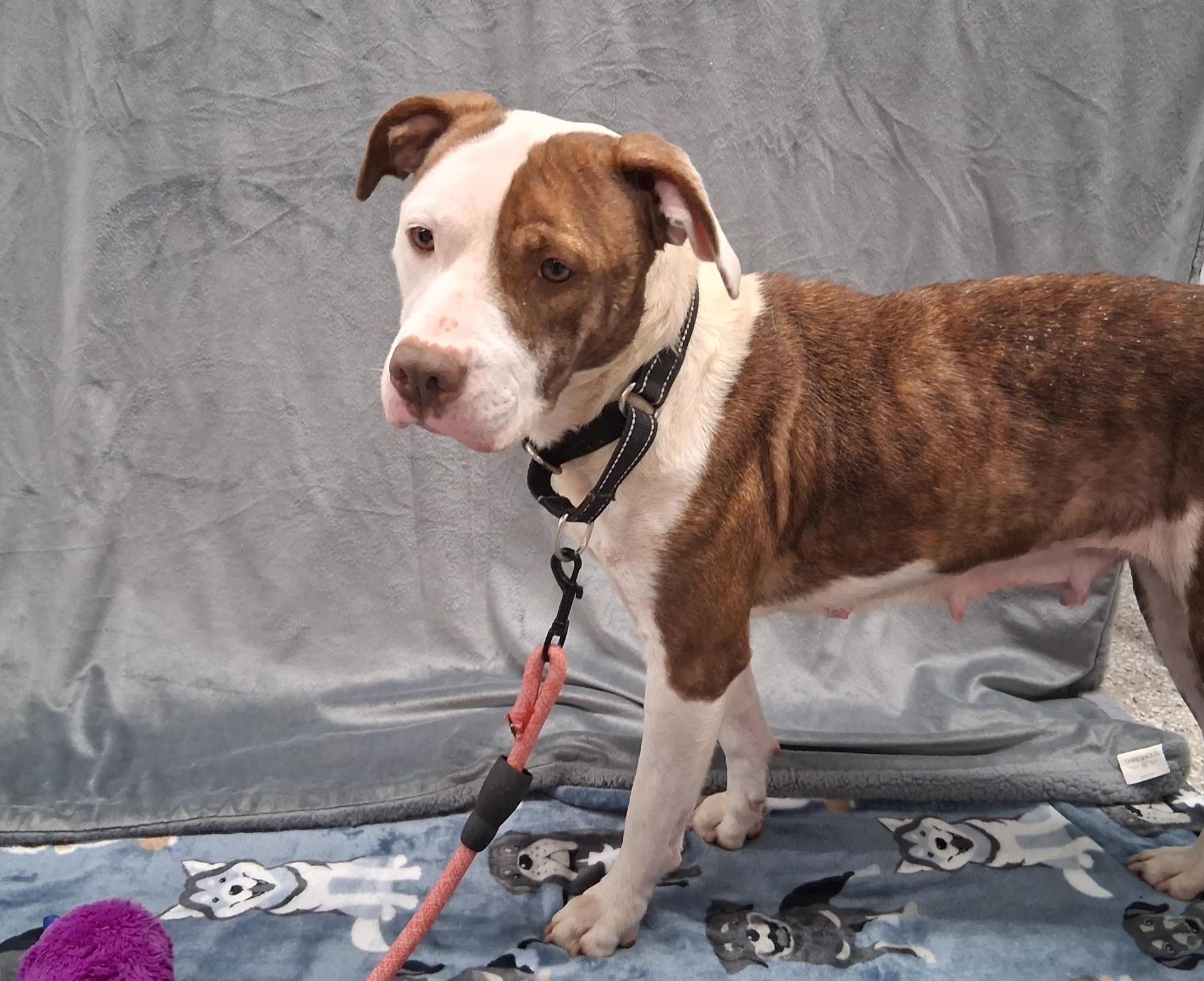 Charisma, ADOPTABLE, Adult Female Pit Bull Terrier.