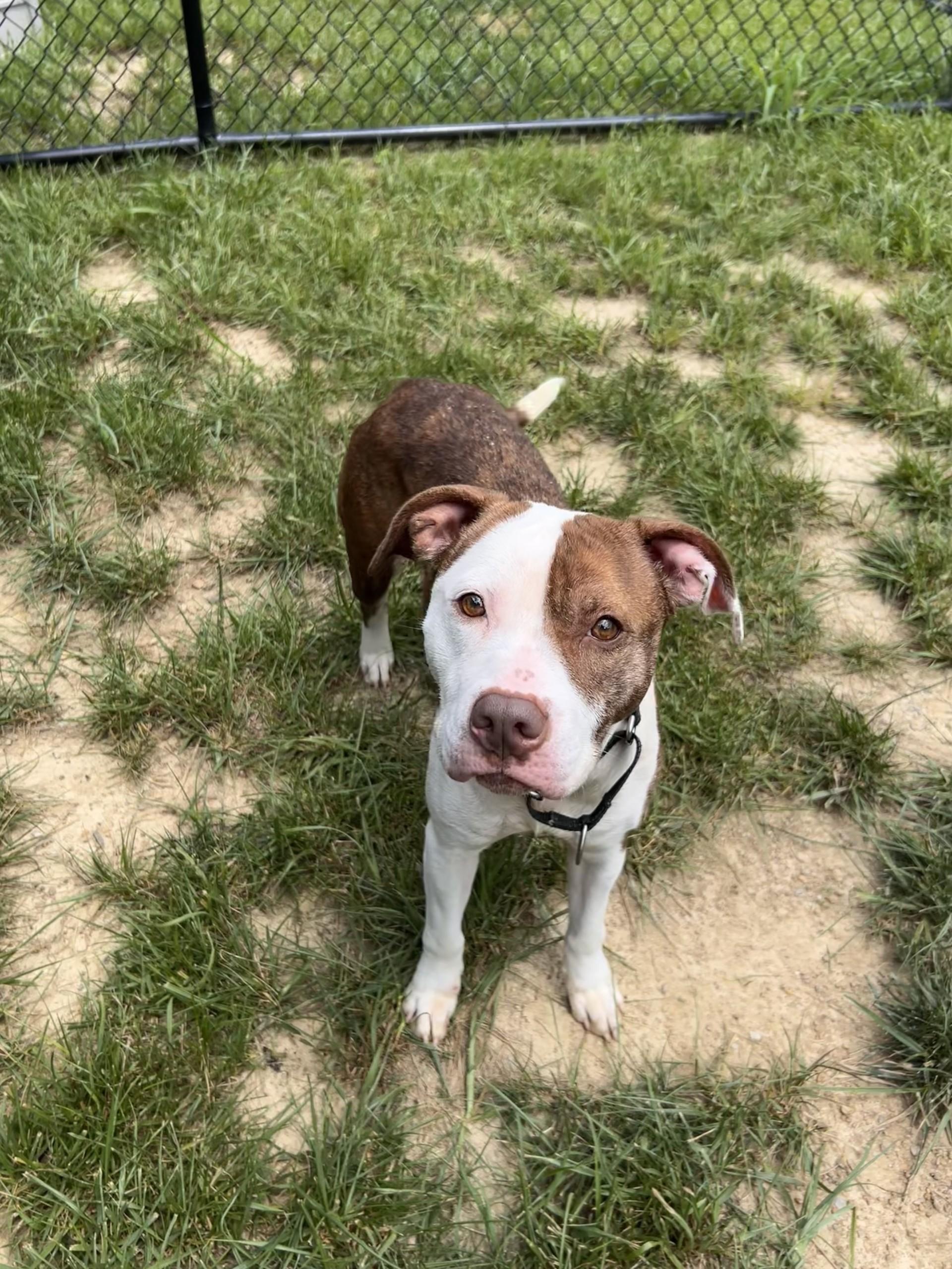 Enlarge Charisma, a ADOPTABLE mixed breed in Shepherdsville, KY image 4/5