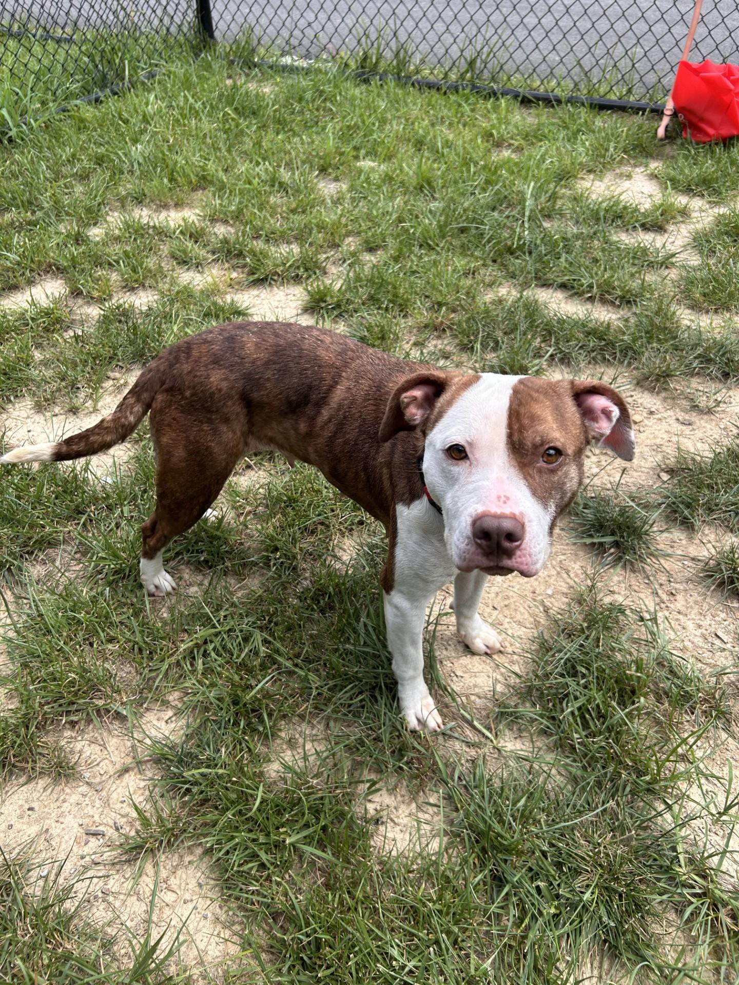 Enlarge Charisma, a ADOPTABLE mixed breed in Shepherdsville, KY image 3/5