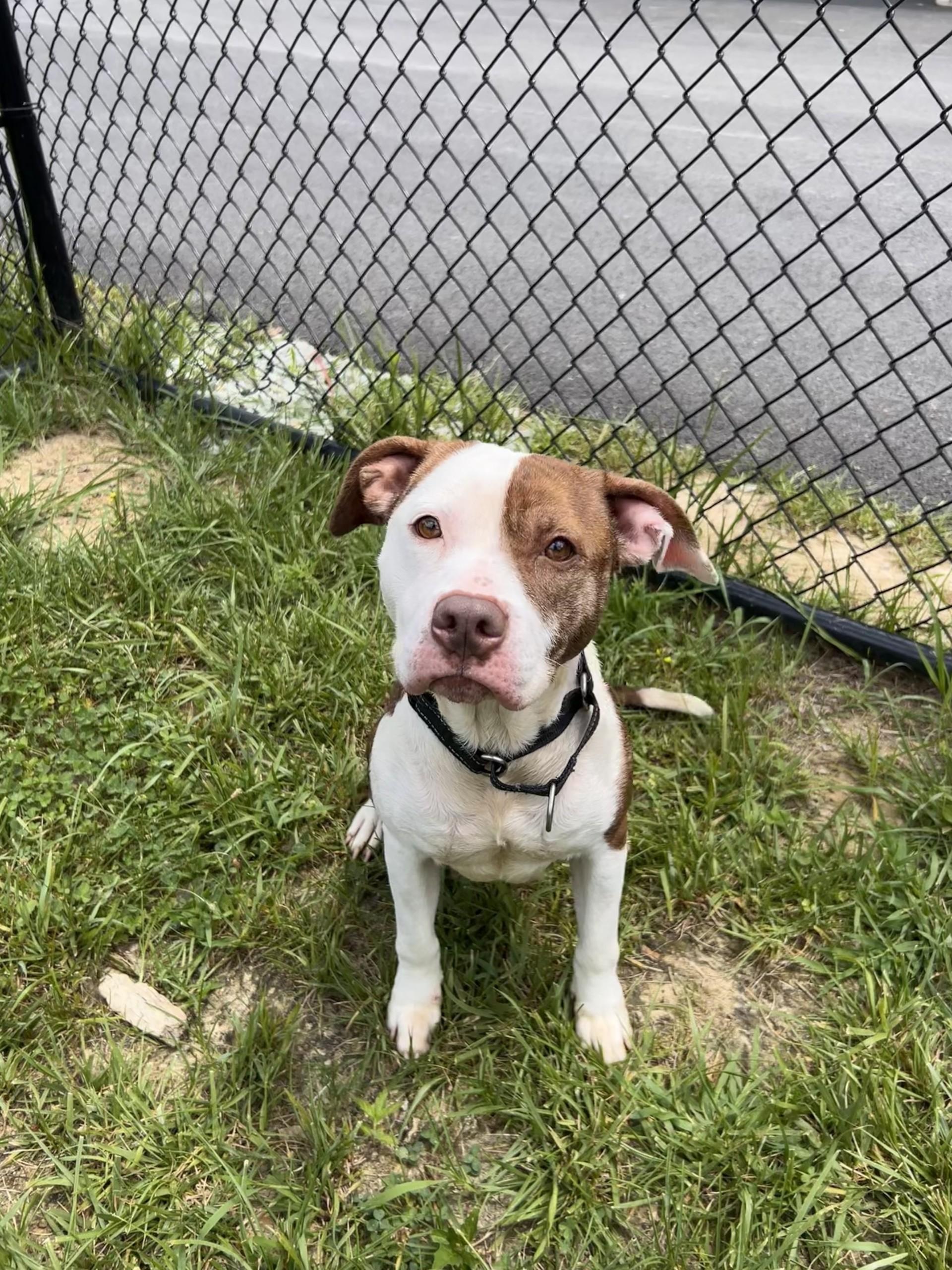 Enlarge Charisma, a ADOPTABLE mixed breed in Shepherdsville, KY image 5/5