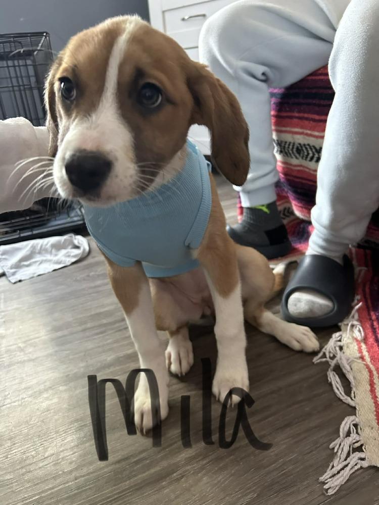 Mila, Adoptable, Puppy Female Beagle.