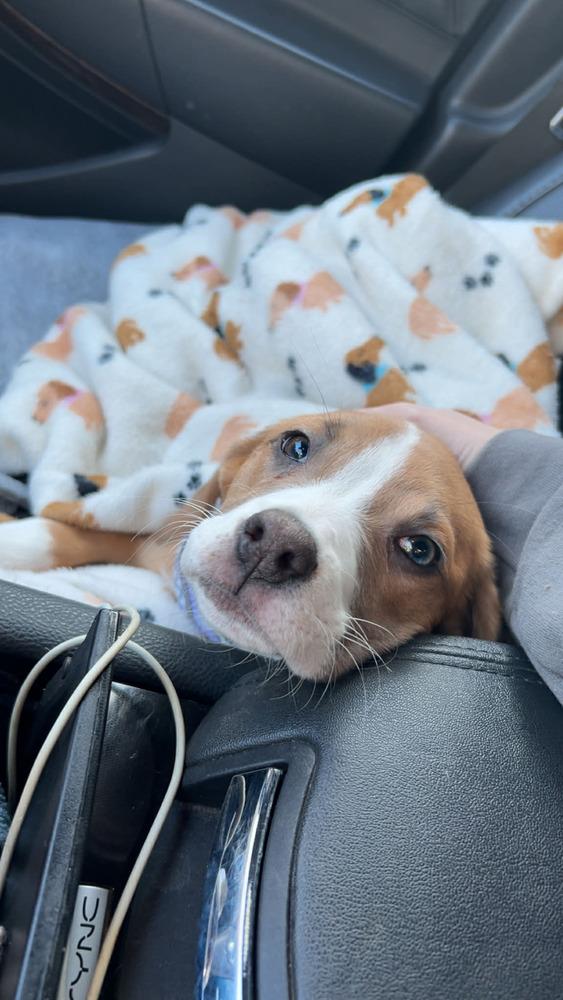 Enlarge Mila, a Adoptable mixed breed in Auburn, PA image 2/3