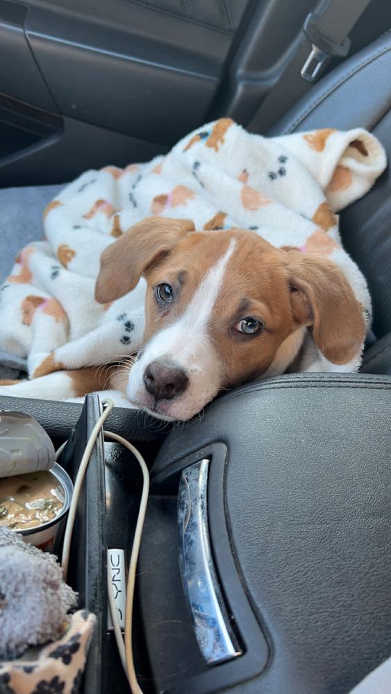 Enlarge Mila, a Adoptable mixed breed in Auburn, PA image 3/3