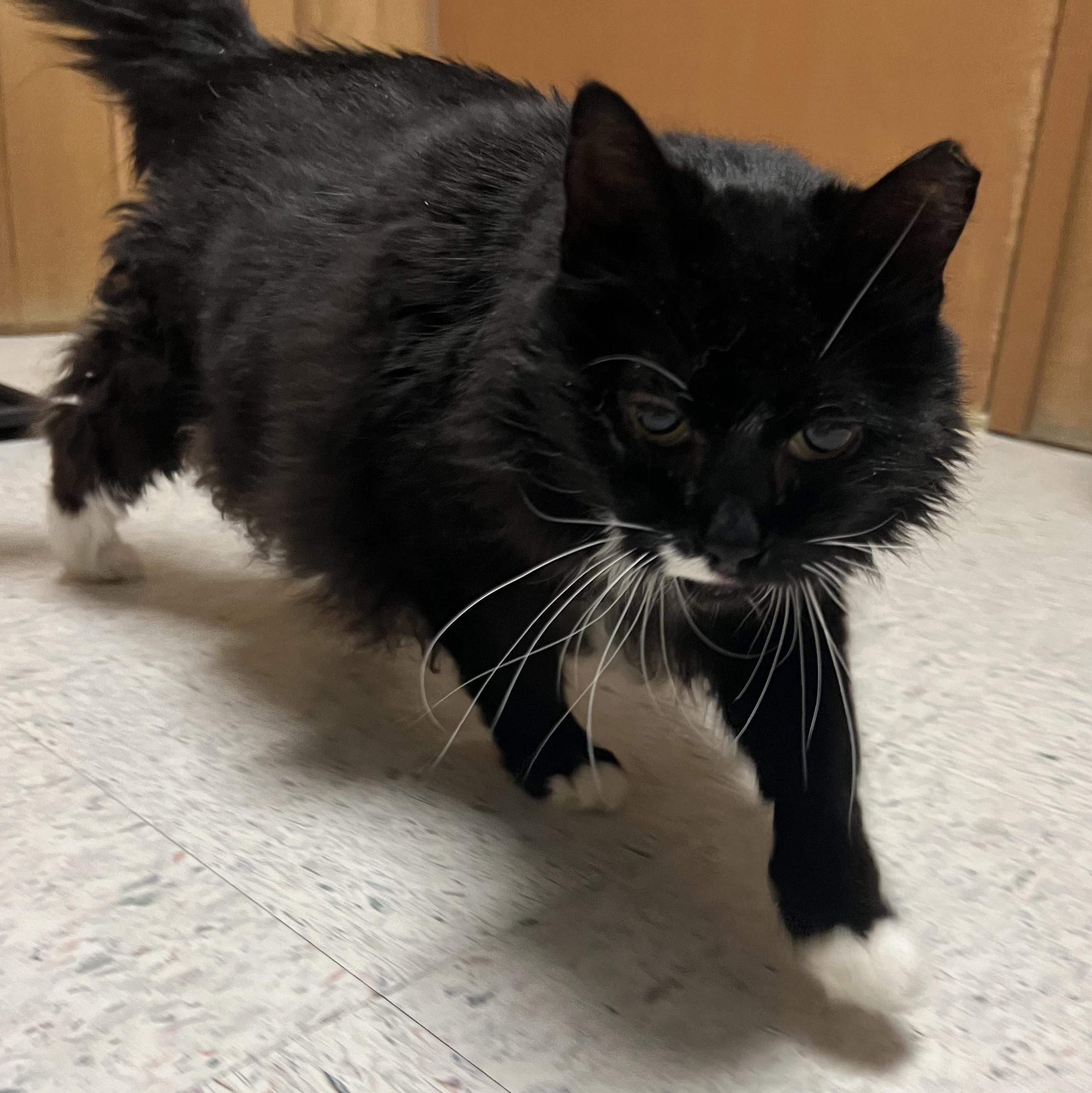 Enlarge Salem, a ADOPTABLE Domestic Long Hair in Spokane, WA image 2/4