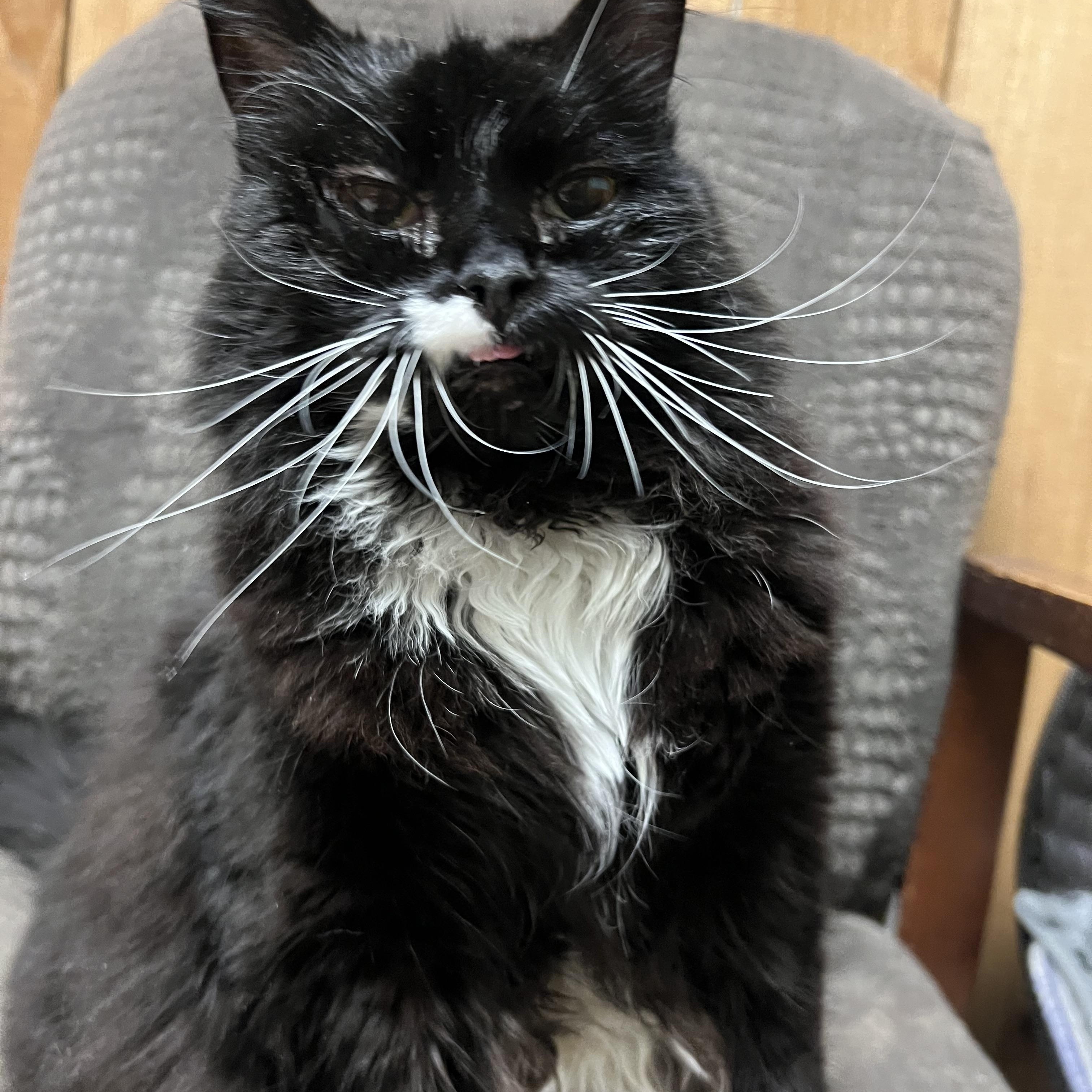 Enlarge Salem, a ADOPTABLE Domestic Long Hair in Spokane, WA image 4/4