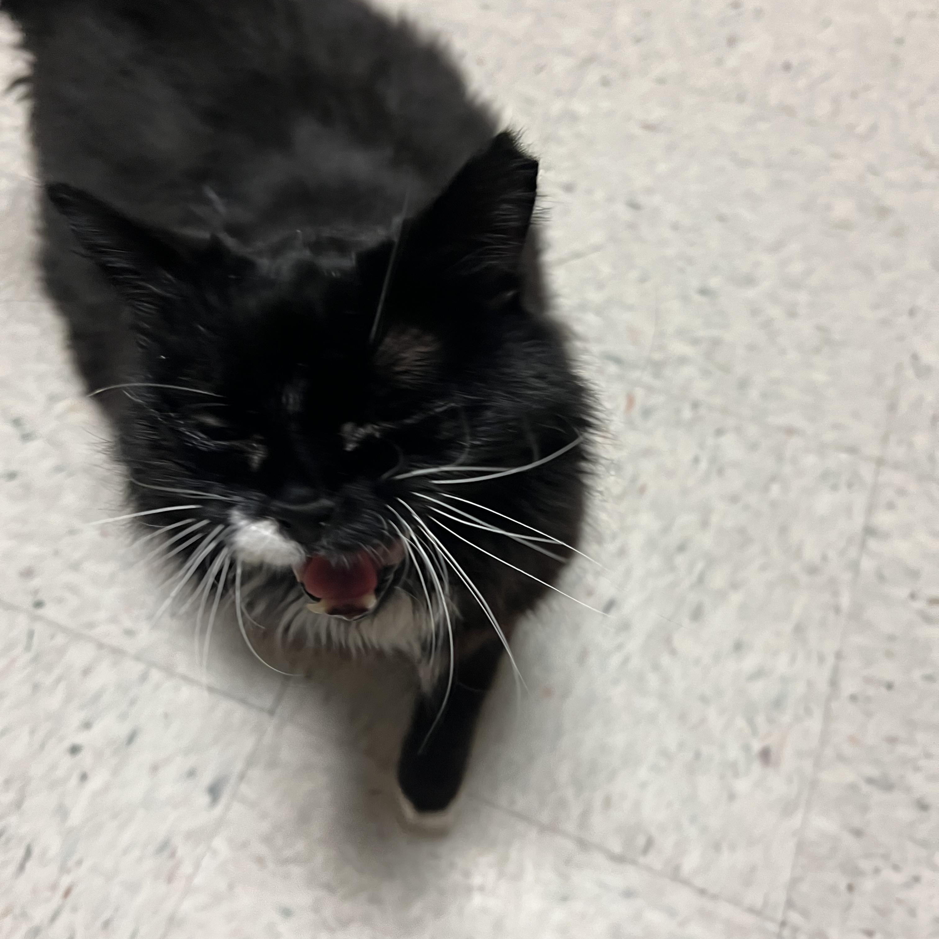 Enlarge Salem, a ADOPTABLE Domestic Long Hair in Spokane, WA image 3/4