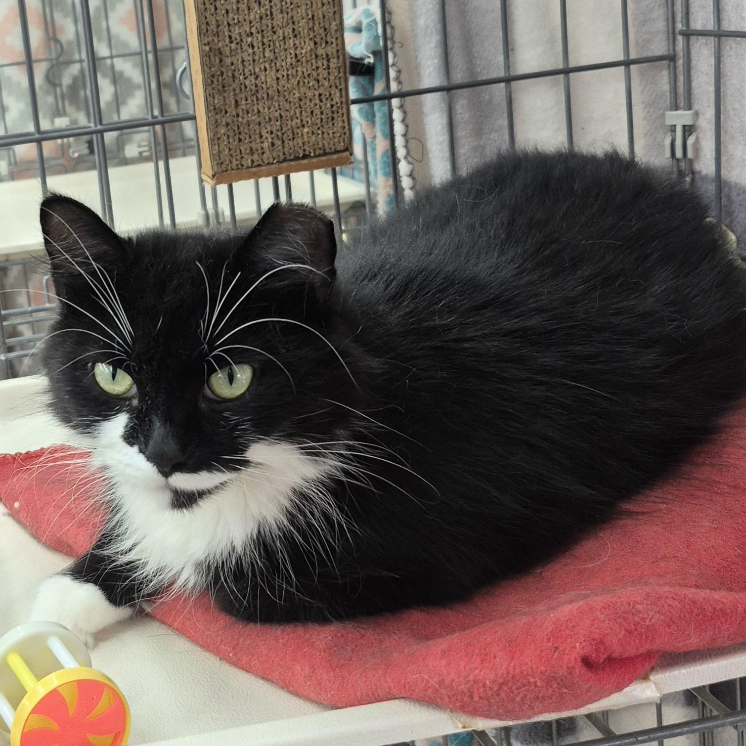 Penelope, Adoptable, Adult Female Domestic Medium Hair.