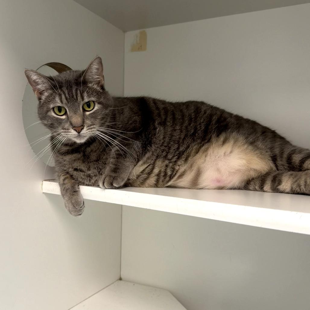 Piper, Adoptable, Adult Female Domestic Short Hair.