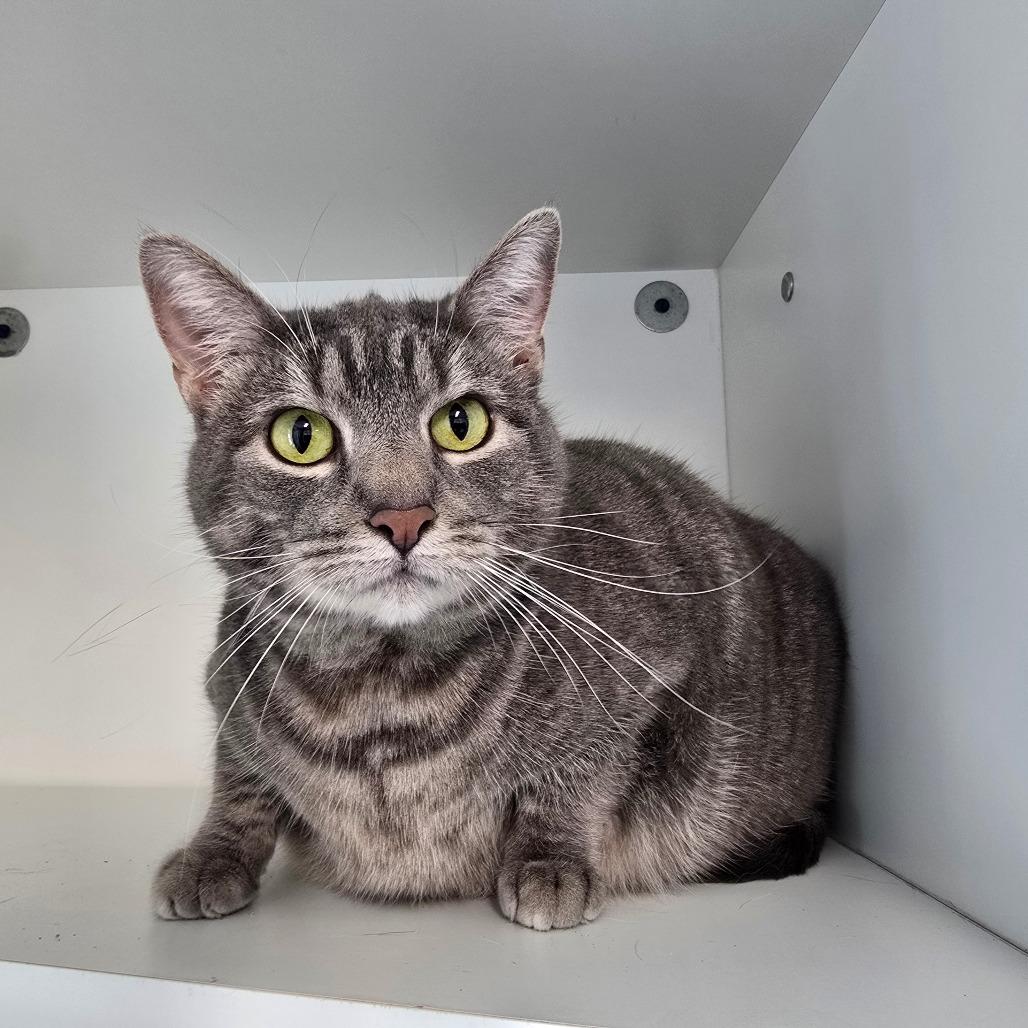 Enlarge Piper, a Adoptable mixed breed in Jasper, IN image 1/1