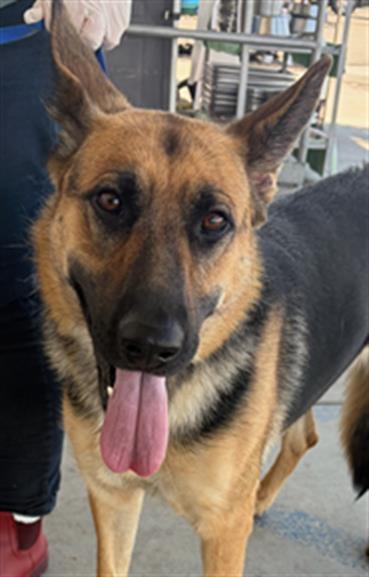 Enlarge MAISY, a Adoptable German Shepherd Dog in Bakersfield, CA image 1/1