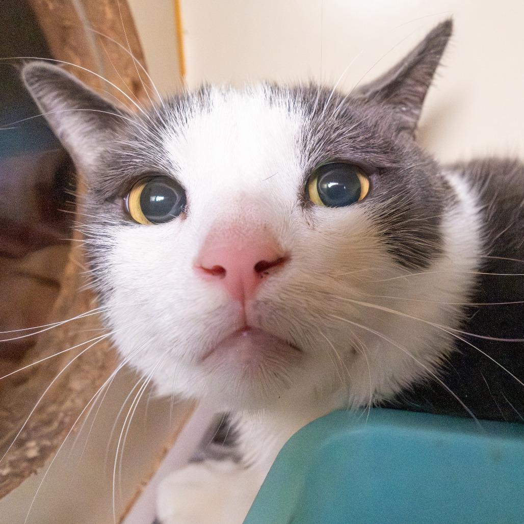 JoJo, Adoptable, Adult Male Domestic Short Hair.