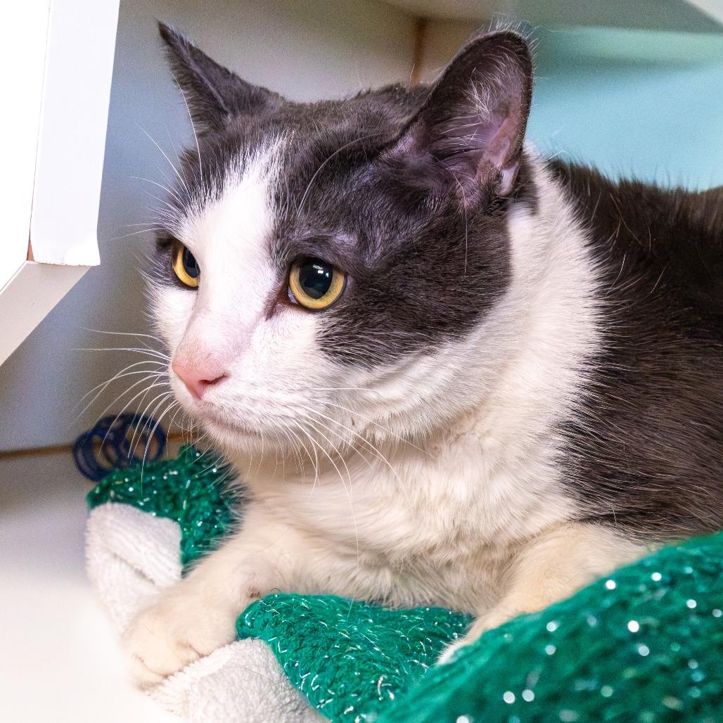 JoJo, a Adoptable mixed breed in South Elgin, IL image 2/4