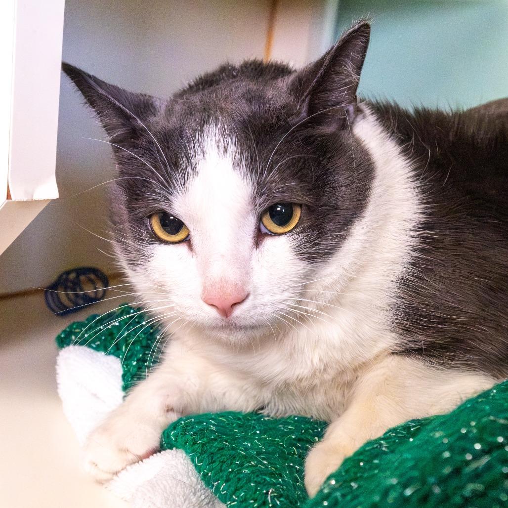 JoJo, a Adoptable mixed breed in South Elgin, IL image 3/4