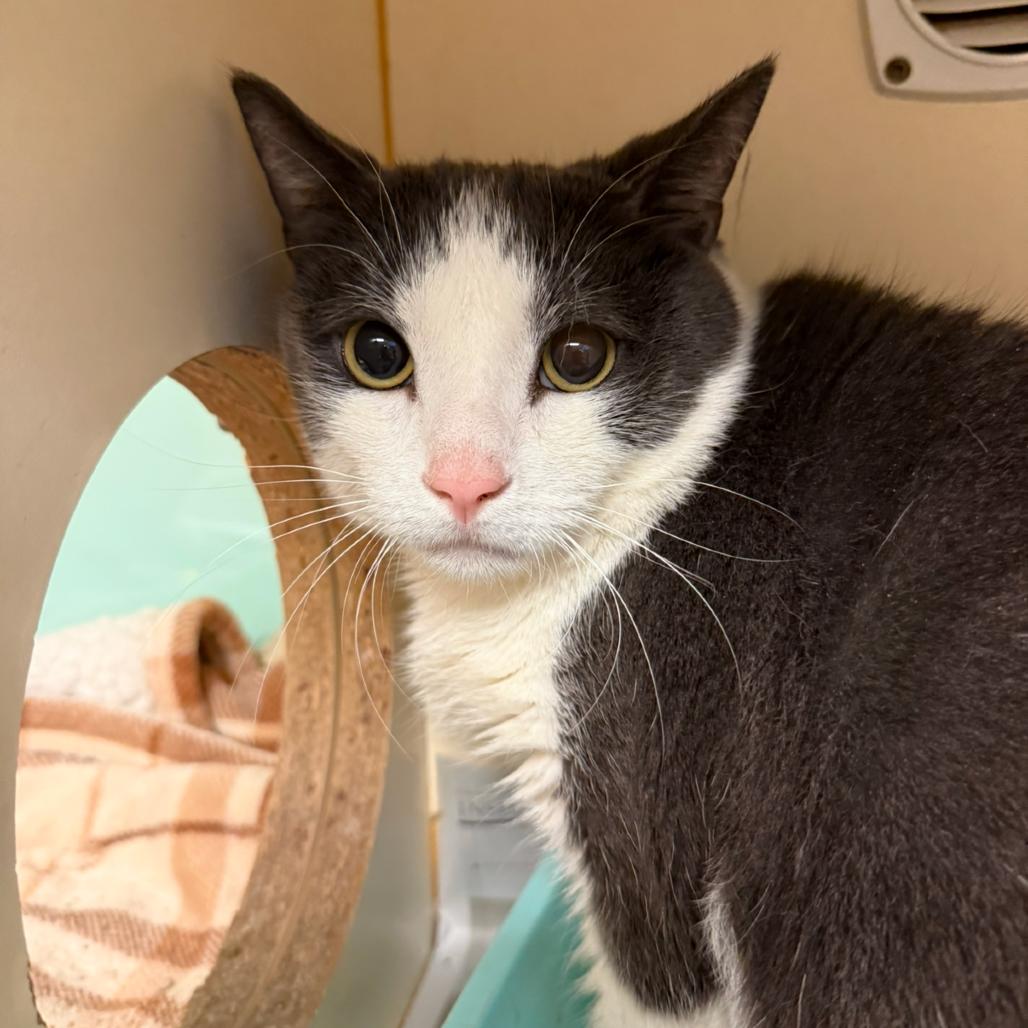 JoJo, a Adoptable mixed breed in South Elgin, IL image 4/4