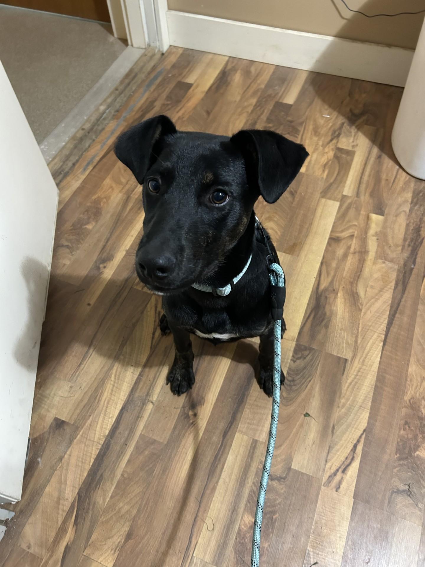 Bear, Adoptable, Young Male Labrador Retriever & Pit Bull Terrier.