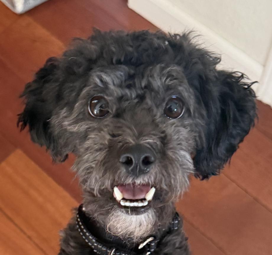Enlarge Oreo, a ADOPTABLE mixed breed in San Ramon, CA image 1/1