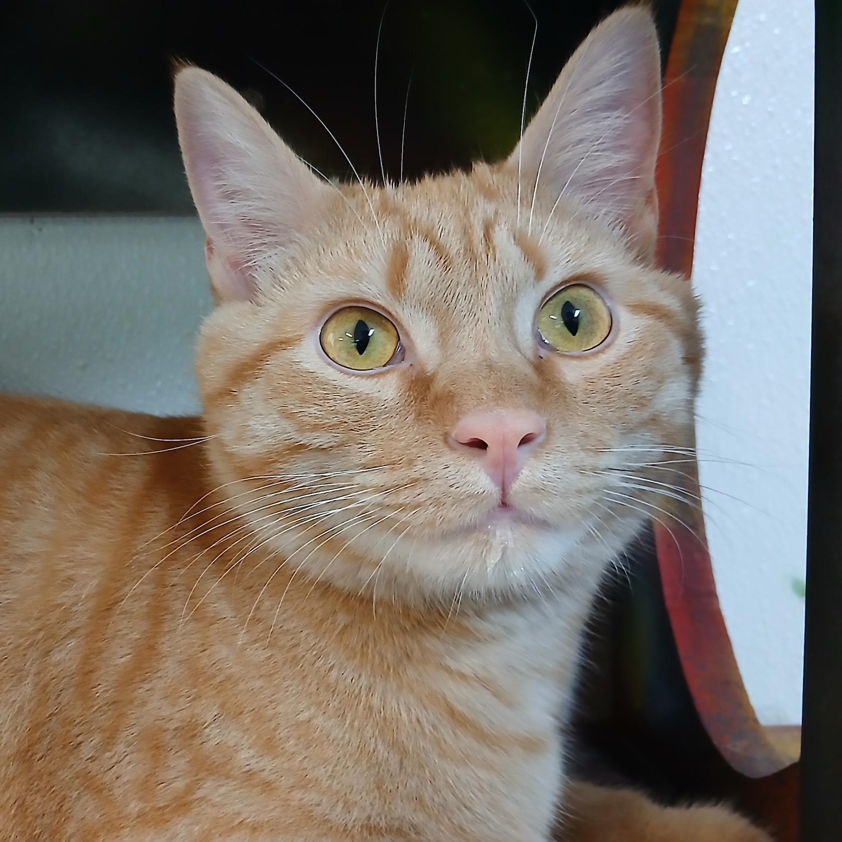 Hector, Adoptable, Adult Male Domestic Short Hair.