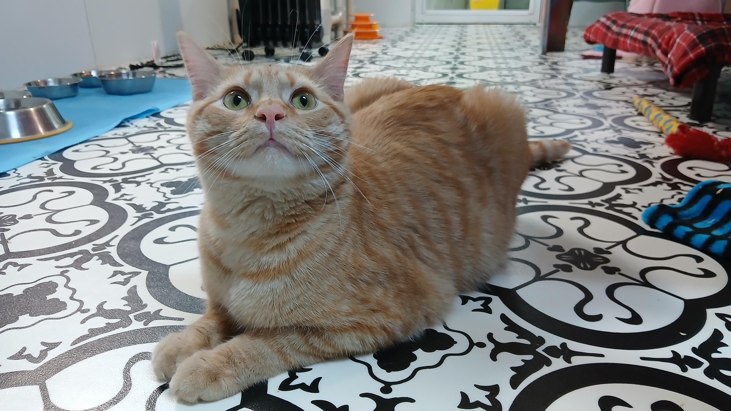 Enlarge Hector, a Adoptable Domestic Short Hair in Cullowhee, NC image 2/6