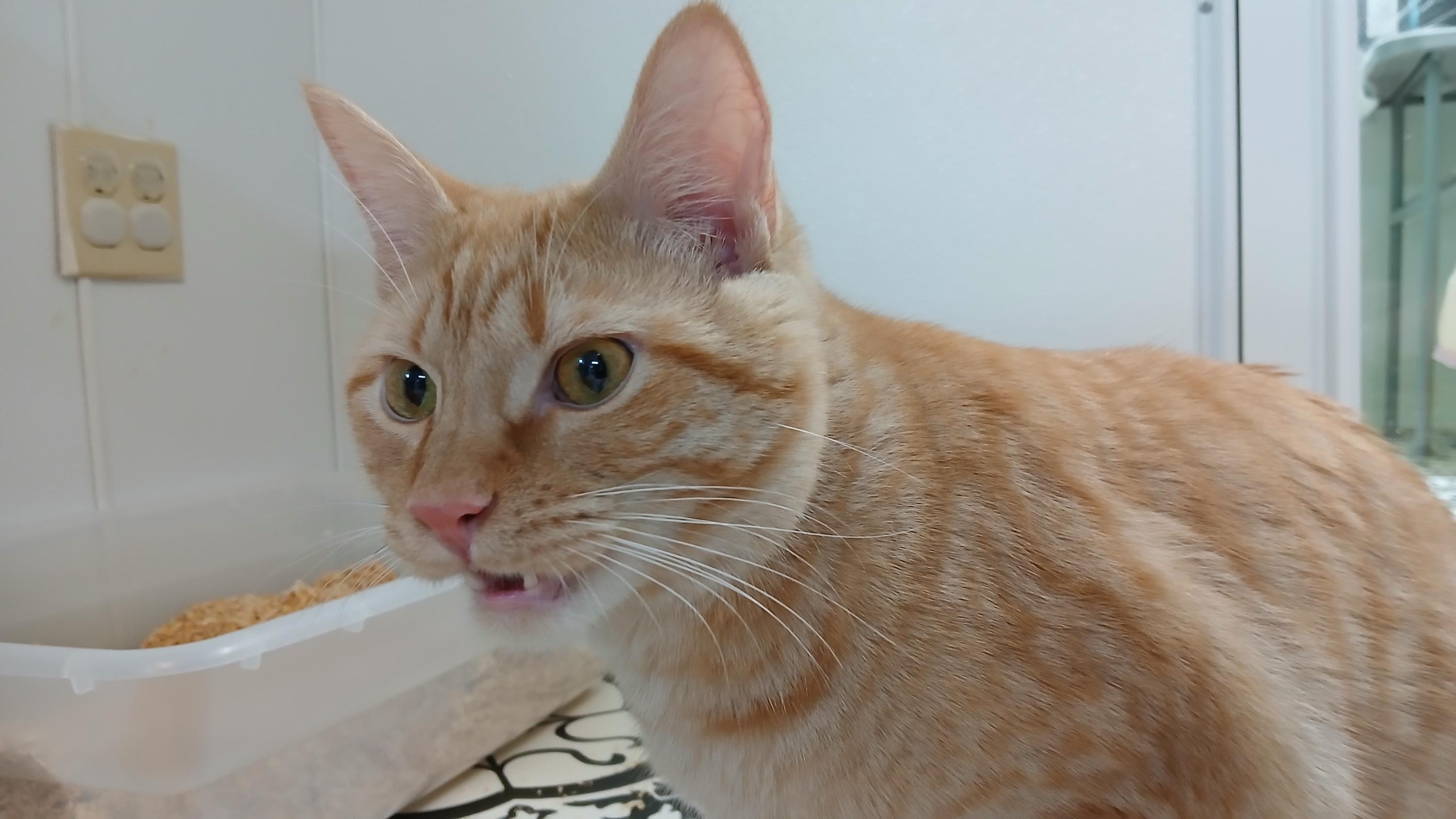 Enlarge Hector, a Adoptable Domestic Short Hair in Cullowhee, NC image 4/6