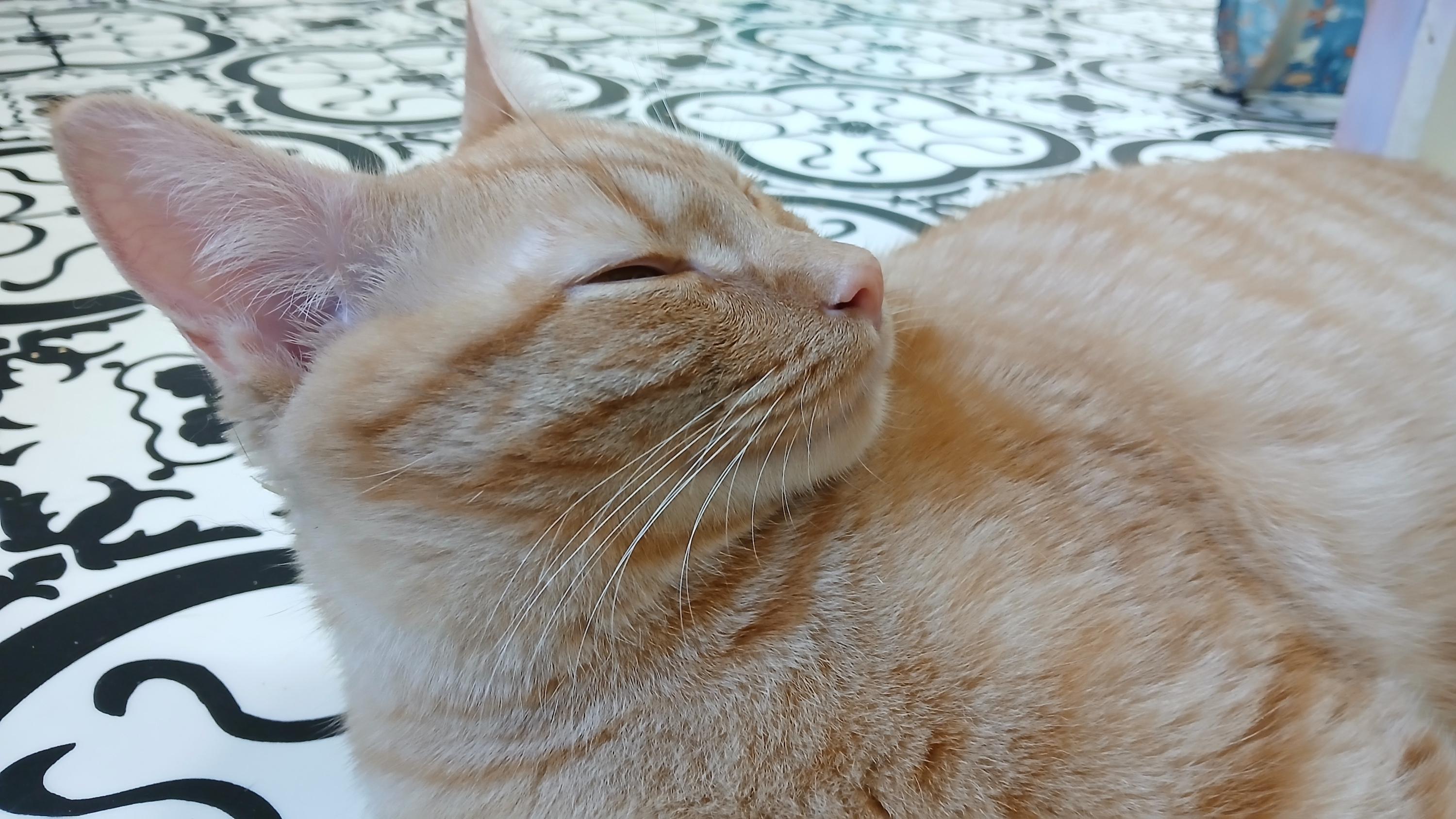 Enlarge Hector, a Adoptable Domestic Short Hair in Cullowhee, NC image 3/6