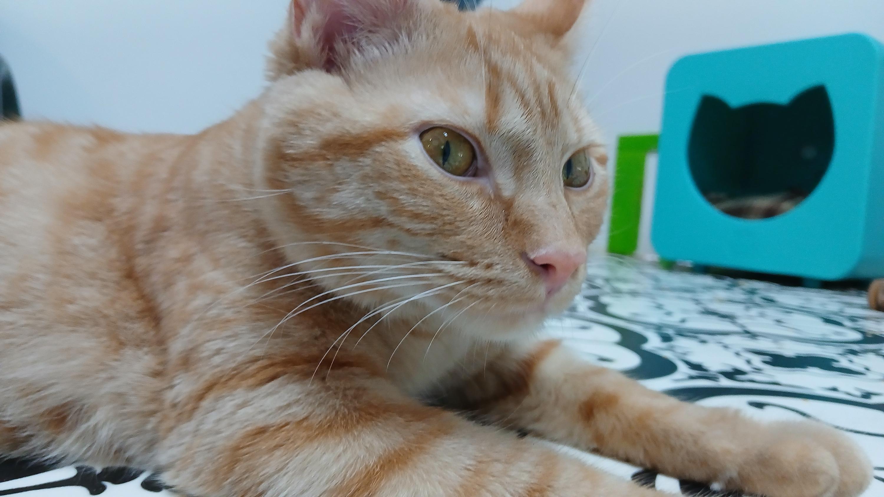 Enlarge Hector, a Adoptable Domestic Short Hair in Cullowhee, NC image 6/6