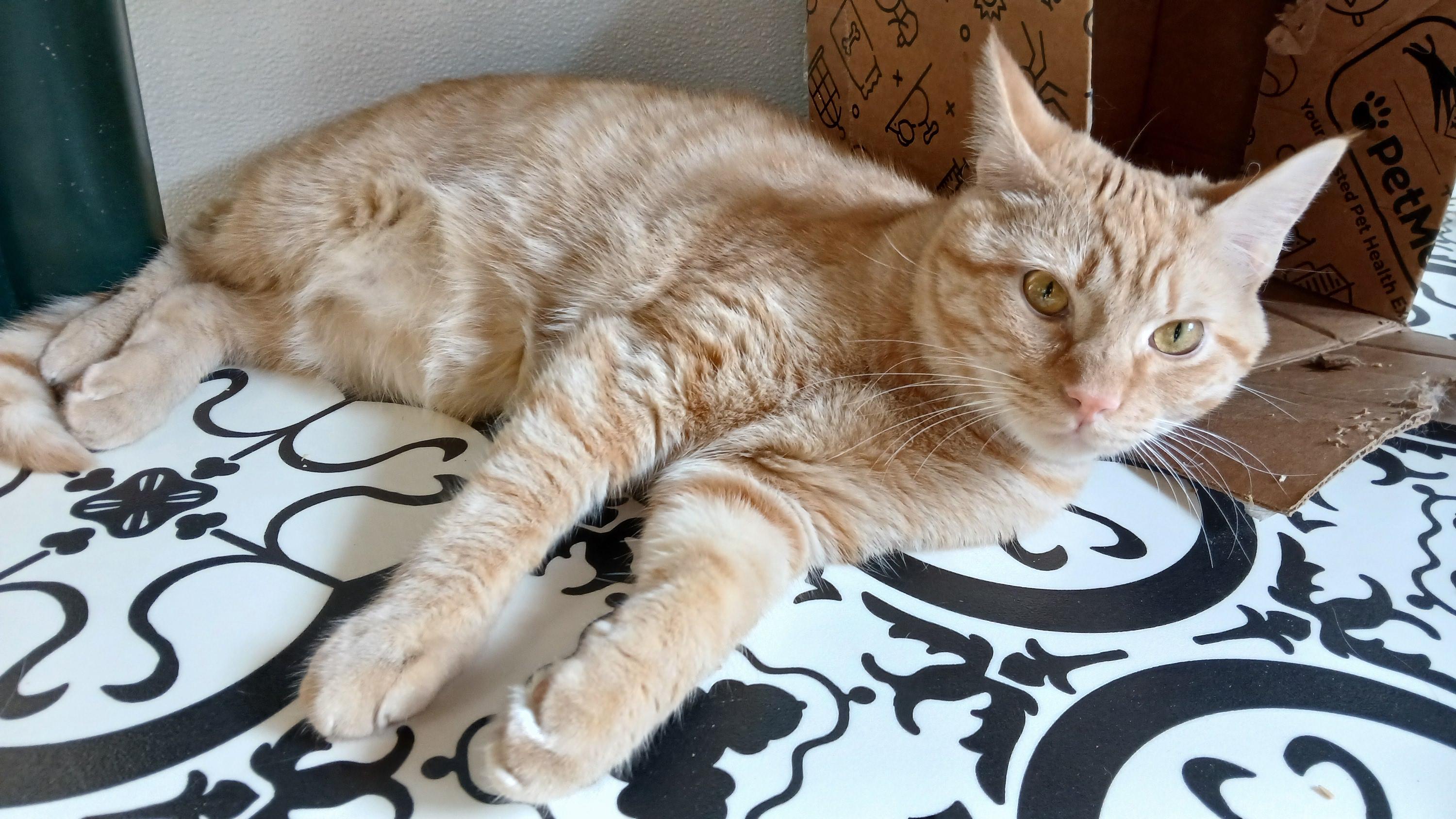 Enlarge Hector, a Adoptable Domestic Short Hair in Cullowhee, NC image 5/6