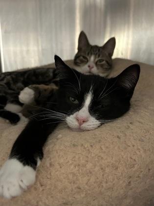 Alfie — thumbnail 2