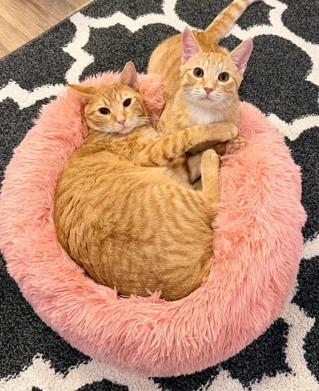 Enlarge Masala and Skip, a ADOPTABLE Domestic Short Hair in Murfreesboro, TN image 1/1