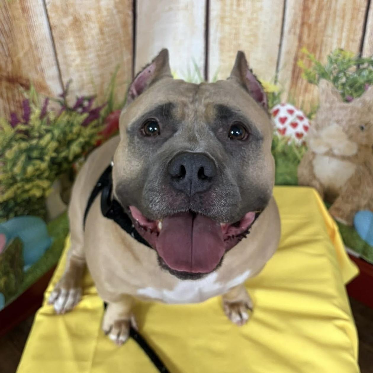 Enlarge Catalina, a Adoptable mixed breed in Elizabethtown, PA image 4/6