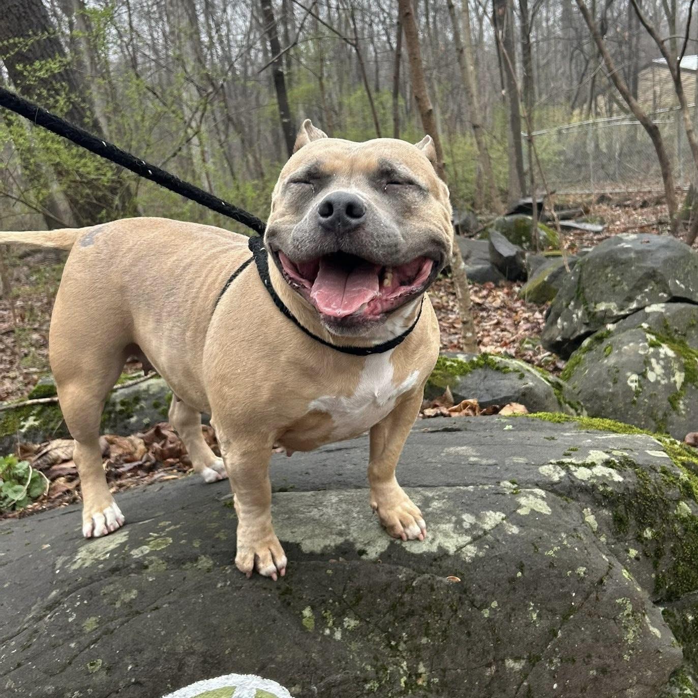 Enlarge Catalina, a Adoptable mixed breed in Elizabethtown, PA image 2/6