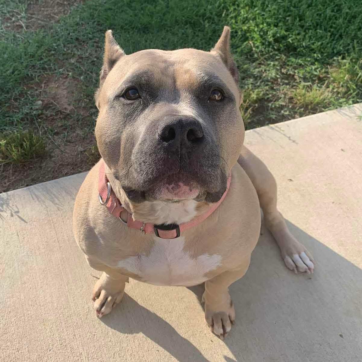 Catalina, Adoptable, Adult Female Pit Bull Terrier.